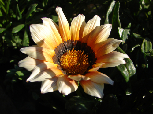 Una foto de una flor.